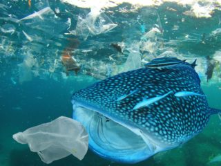 La fin des produits en plastique à usage unique