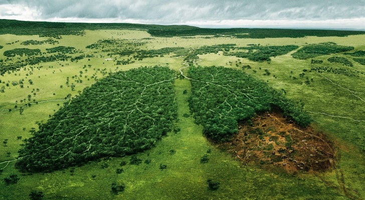 Écosia, l’art de planter des arbres en surfant sur le web